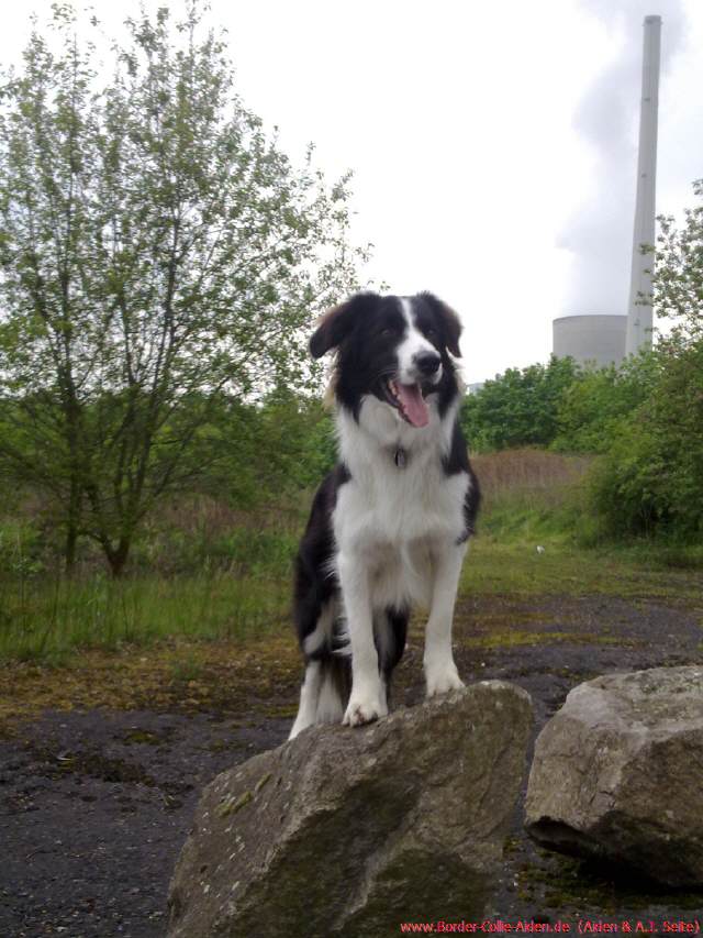 Der K&ouml;nig der Hunde
